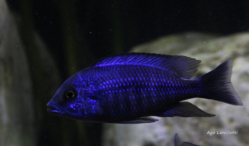 Protomelas annectens 'Otter Point'